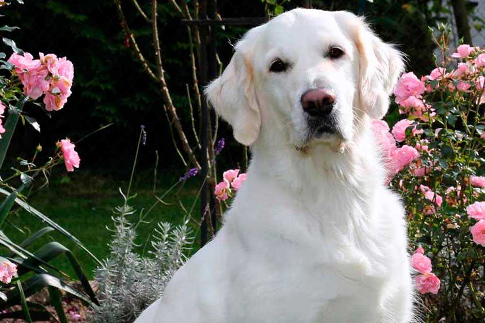 Grace from Golden Eyes of Munroe ( Eleanor )