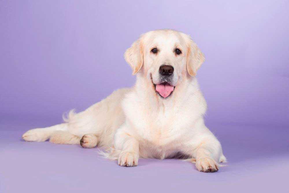 Ginger from Golden Eyes of Munroe