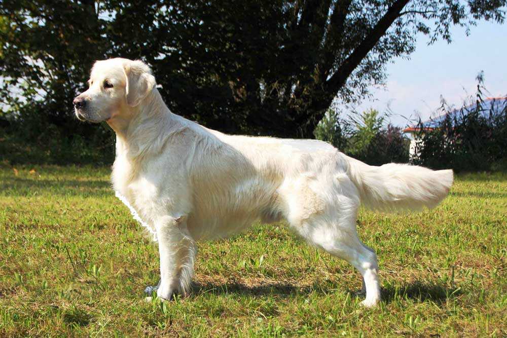 George from Golden Eyes of Munroe